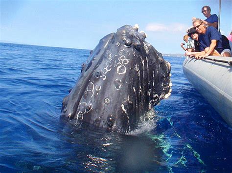 Maui Adventure Cruises - Whale Watch Adventure - Whale Watching Lahaina