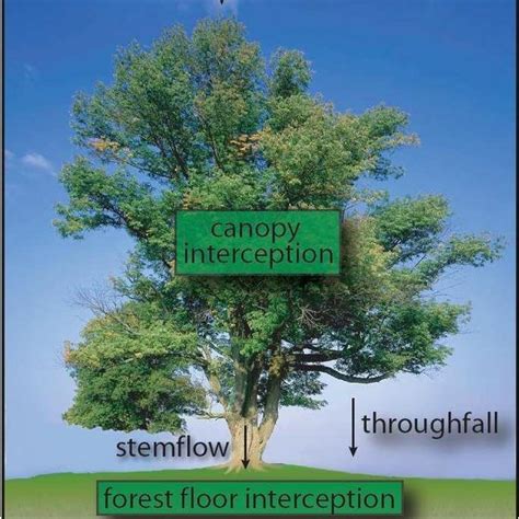 (PDF) The role of interception in the hydrological cycle