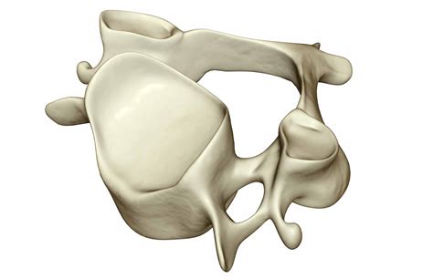 Spinal Anatomy Including Transverse Process and Lamina