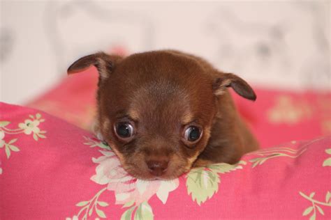 Chocolate #chihuahua puppy | Cute chihuahua, Chihuahua love, Chihuahua puppies