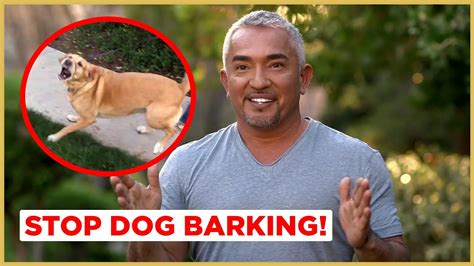 How to Stop Dog Barking! (Cesar911 Shorts) – HousePetsCare.com