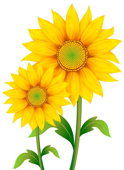 Sunflowers clipart - Clipground