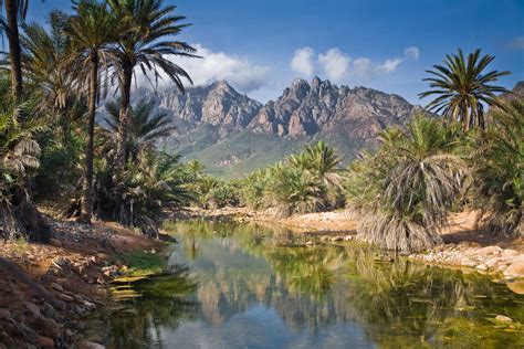 🔥 Socotra in Yemen : r/NatureIsFuckingLit