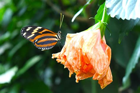 Educational Family Visit to the Denver Butterfly Pavilion | Create ...