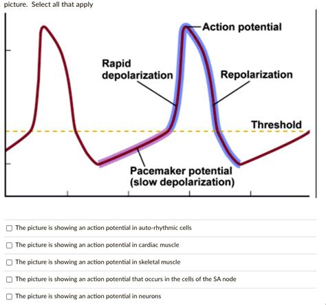 SOLVED: Action potential Rapid depolarization Repolarization Threshold ...