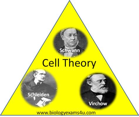 Cell Theory and Modern Cell Theory ~ Biology Exams 4 U