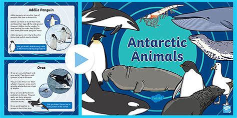 Animals In Antarctica KS1 PowerPoint | Primary Resources