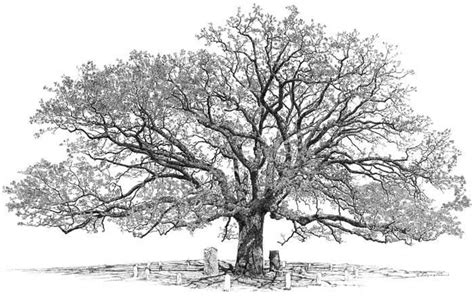 Oak Tree Drawings : Oak Trees Drawing At Getdrawings | Bocamawasuag