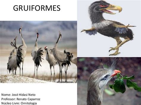 Gruiformes