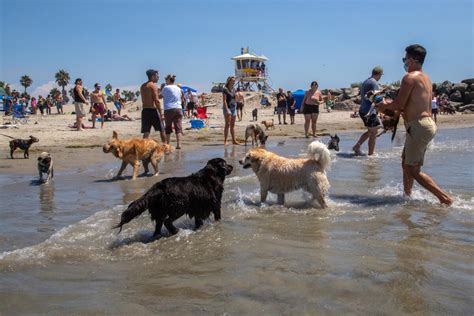 San Diego beach guide: Parking, fire pits, dogs, other tips - The San Diego Union-Tribune