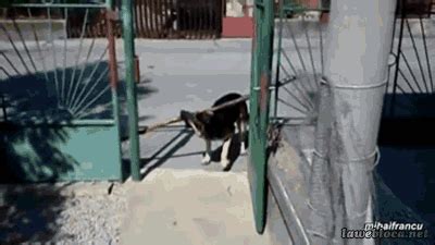 animal funny gif | WiffleGif