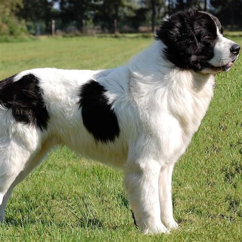 Bucovina Shepherd Dog - Alchetron, The Free Social Encyclopedia