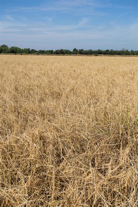 Golden paddy rice field ready for harvest 9637745 Stock Photo at Vecteezy