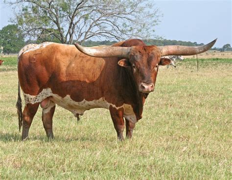 🔥 [50+] Longhorn Cattle Wallpapers | WallpaperSafari