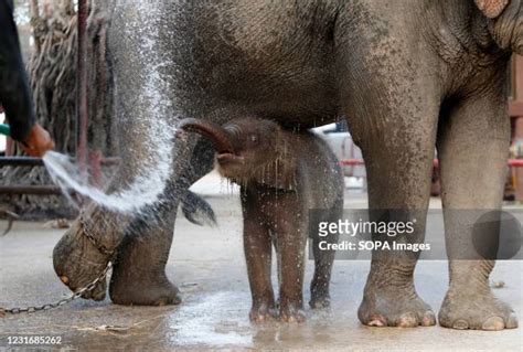 559 Elephant Spray Water Stock Photos, High-Res Pictures, and Images ...