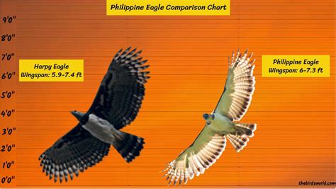 Philippine Eagle Wingspan: How Big Are They Comparison?