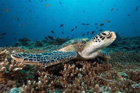 Bunaken Marine Park: Discover One of the Best Diving Areas in the World