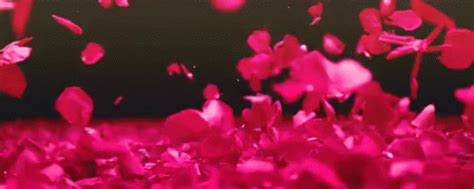 Petals GIF - Flowers Pretty Petals - Discover & Share GIFs