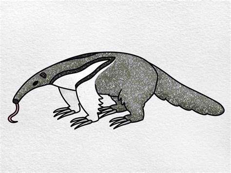 How To Draw An Anteater Easy Drawing Tutorial | Images and Photos finder