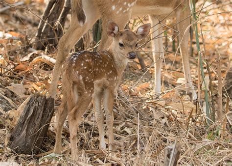 Chital (Spotted Deer) fawn - Axis axis | Kanha National Park… | Flickr