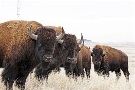 15 Facts About Our National Mammal: The American Bison