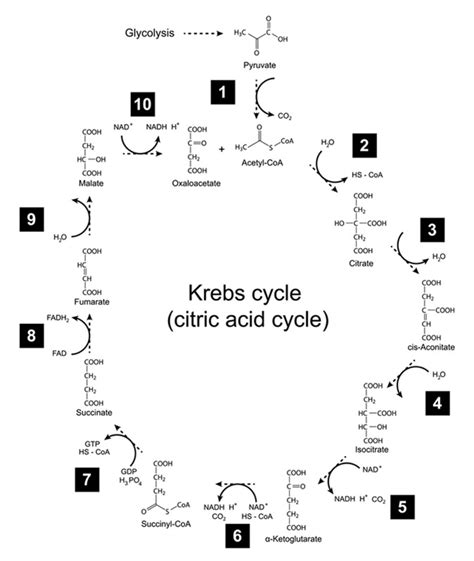 Krebs Cycle Overview