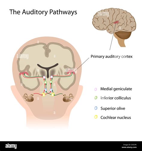 Superior colliculus hi-res stock photography and images - Alamy