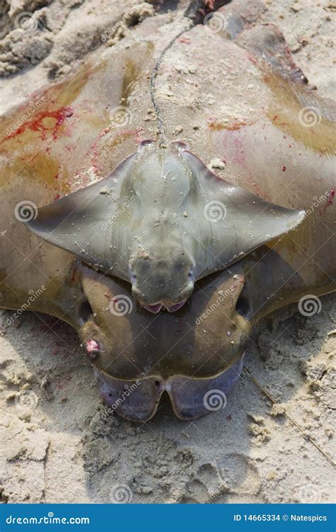 Baby Stingray Laying On Top Of Mother Stock Images - Image: 14665334