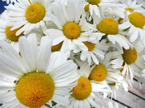 Free Stock Photo 12921 Bunch of Picked Daisies on Outdoor Patio Table | freeimageslive