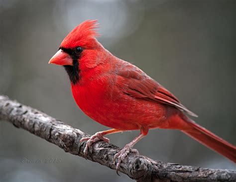 The Attractive Northern Cardinals birds