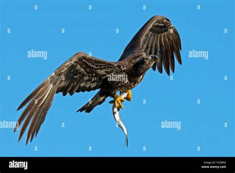 Juvenile american bald eagle hi-res stock photography and images - Alamy