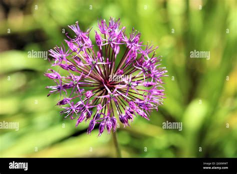 The beautiful nature of Latvia Stock Photo - Alamy