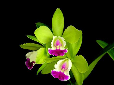 Beautiful Orchid Flower Wallpaper - WallpaperSafari