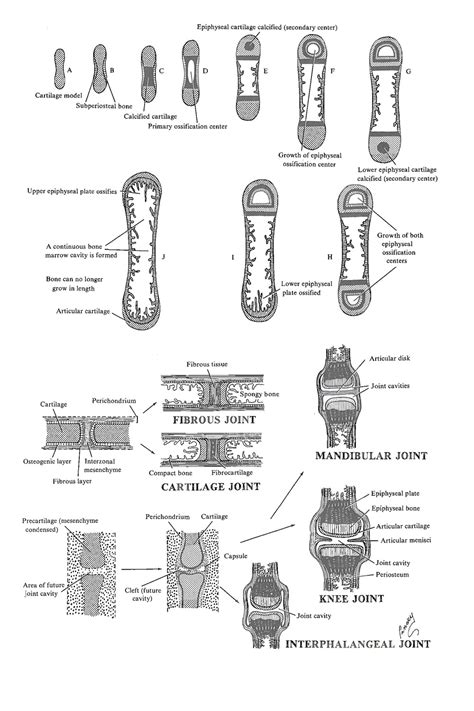 Chapter 65. Bone Histogenesis: Secondary Ossification Centers and Joint Development - Review of ...