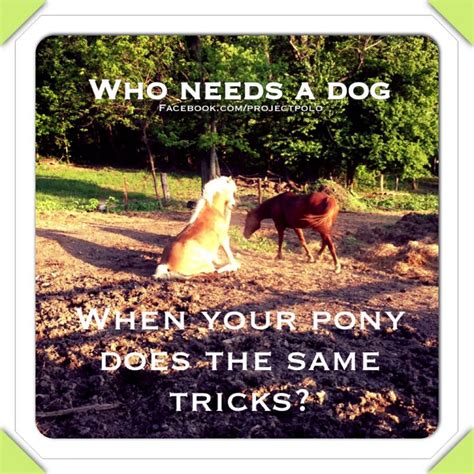 Horse tricks! | Horse tips, Horses, Pony