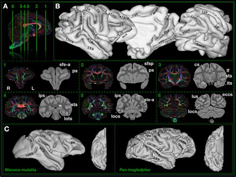 Sulcal boundaries in the lar gibbon with comparative anatomy in... | Download Scientific Diagram