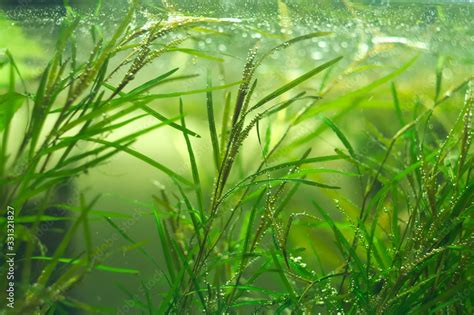 tropical aquatic plants in the aquarium Stock Photo | Adobe Stock