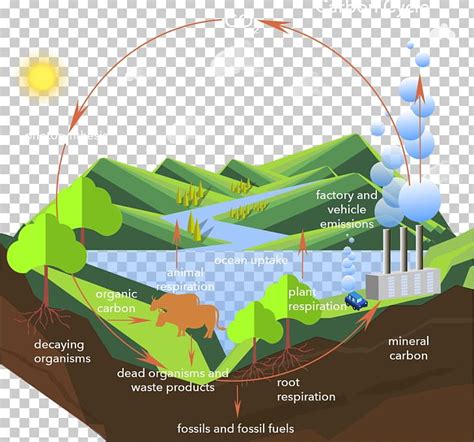 Carbon Cycle Carbon Dioxide Process PNG, Clipart, Atmosphere Of Earth ...