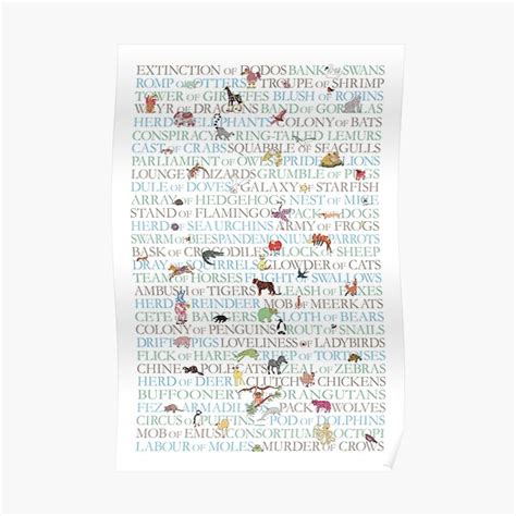 "Animal Collective Nouns" Poster for Sale by MollyMacLiving | Redbubble