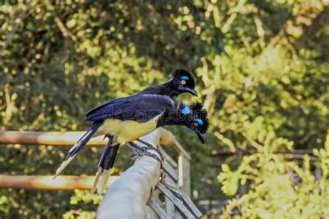 Two Bird with Bright Blue and Yellow Feathers Standing on a Tropical ...