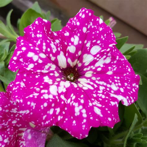 Petunia 'Kleph17342' syn. Petunia 'Pink Sky', Petunia 'BabyDoll', Petunia 'Headliner Pink Sky ...