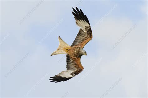 Red kite in flight - Stock Image - F041/8005 - Science Photo Library