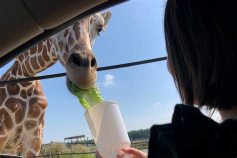 Drive & Walk Thru Safaris | African Safari Wildlife Park - Port Clinton, OH