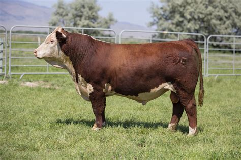 Hereford X Calves For Sale at Jennie Price blog