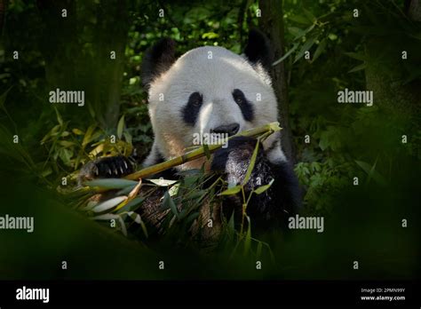 Panda bear behaviour in the nature habitat. Portrait of Giant Panda ...