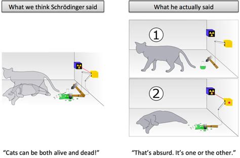 The Cat In The Box Theory