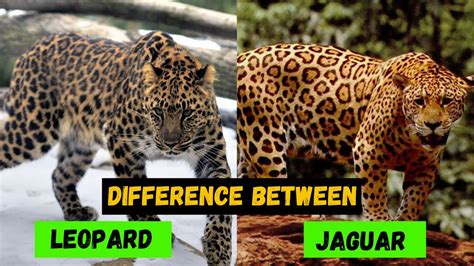 What are the Difference Between a Jaguar and a Leopard - Comparison and ...