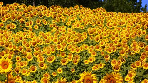 Cara Menanam Bunga Matahari - Budidaya Tanaman Hias