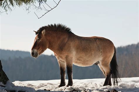 Przewalski's Horse Or Takhi (equus Photograph by Martin Zwick - Pixels