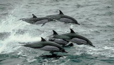 Dolphin's Diet | Animals - mom.me